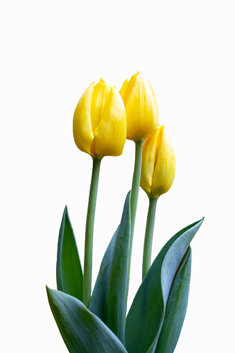 Beautiful yellow tulips on a white background. copy space