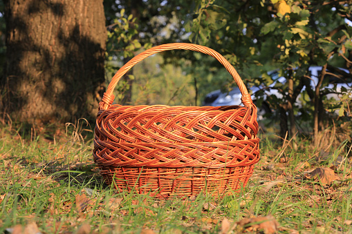 beautiful wicker basket in the meadow in forest