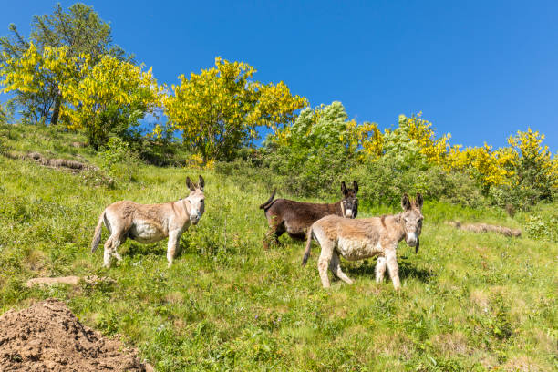 istock Donkeys grazing in Valtellina 2012829284