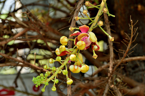 Couroupita guianensis, whose common names include Ayahuma and  Cannonball Tree, is a deciduous tree, native to tropical northern South America. It can also be native to India, as it has been growing for the past two or three thousand years at least, as attested by textual records. It's part of the family Lecythidaceae and grows up to 25m in height. The 