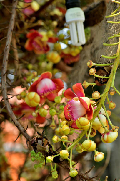 Couroupita guianensis, whose common names include Ayahuma and  Cannonball Tree, is a deciduous tree, native to tropical northern South America. It can also be native to India, as it has been growing for the past two or three thousand years at least, as attested by textual records. It's part of the family Lecythidaceae and grows up to 25m in height. The \