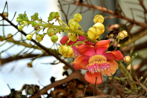 Couroupita guianensis, whose common names include Ayahuma and  Cannonball Tree, is a deciduous tree, native to tropical northern South America. It can also be native to India, as it has been growing for the past two or three thousand years at least, as attested by textual records. It's part of the family Lecythidaceae and grows up to 25m in height. The \