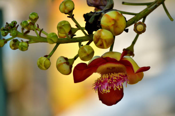 istock Couroupita guianensis / Cannonball tree: Botanical Curiosity 2012834109