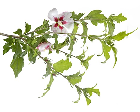 Pink or purple Rose Of Sharon flower isolated on white background, scientific name Hibiscus syriacus, studio shot
