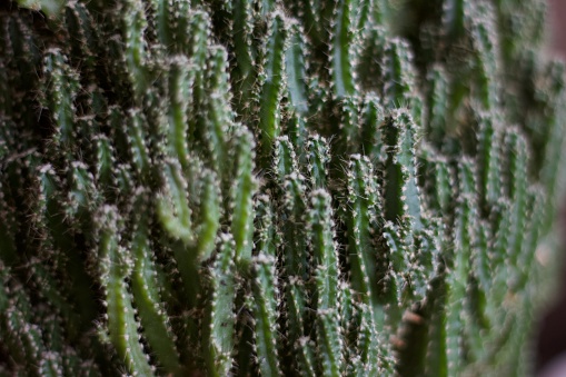 group of textured surface of red and green cactus flower in Aruba island