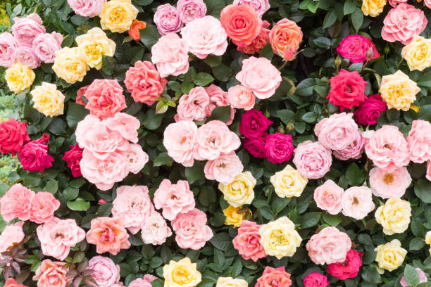 Colorful rose flowers.
