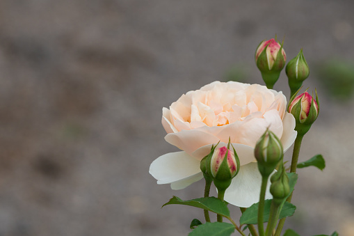 Close-up of a bouquet of flowers containing pink and peach-colored roses