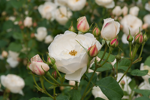 White Rose (William and Catherine)
