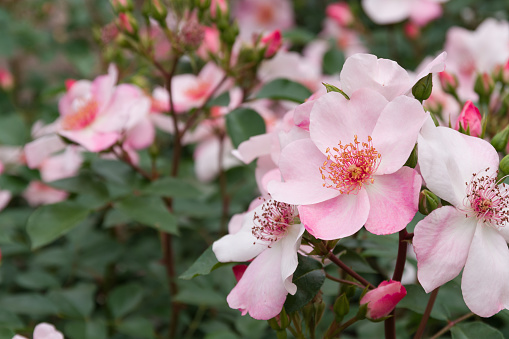 Pink Rose (Pink Sakurina)