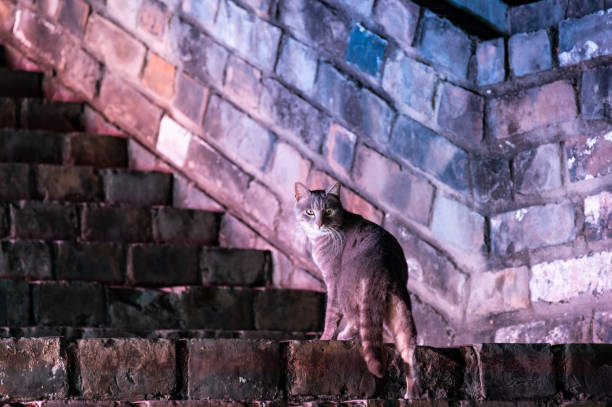 At night, a cat is on the stone ladder of the Ming Dynasty city wall in Nanjing, China.