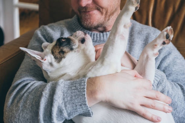 istock Man cuddles his Frenchie dog 2012849185