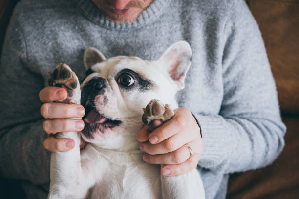 istock Man plays with his Frenchie dog 2012849187