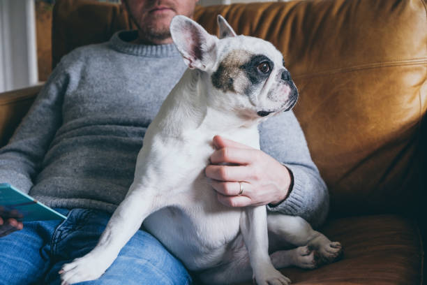 istock Man spends time with his Frenchie dog 2012849202