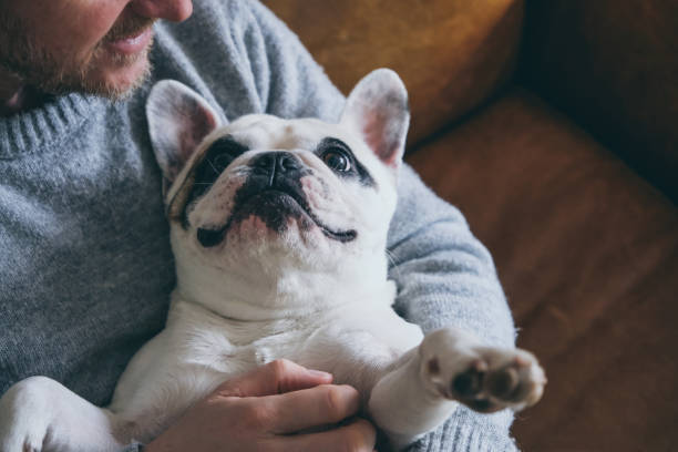 istock Man cuddles his Frenchie dog 2012849761