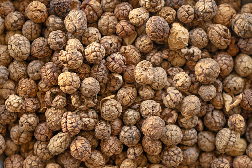 Dried seed herb spices, Amomum villosum Lour. Bustard cardamom, Tavoy cardamom,Zingiberaceae, Thai Asian dry herbal seasoning.