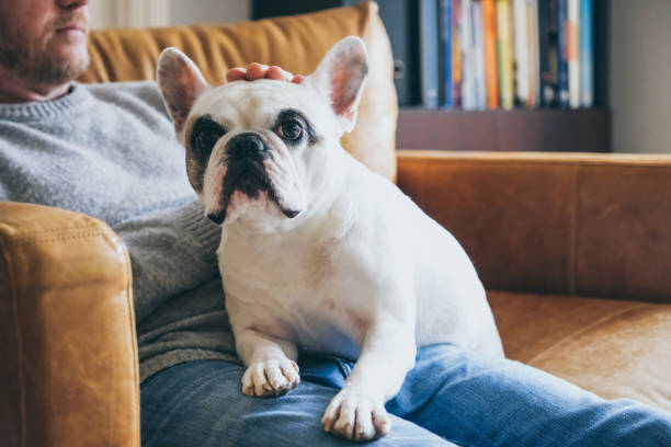 Man pets his dog head stock photo