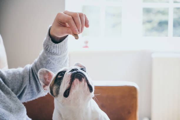 Man gives his dog a treat