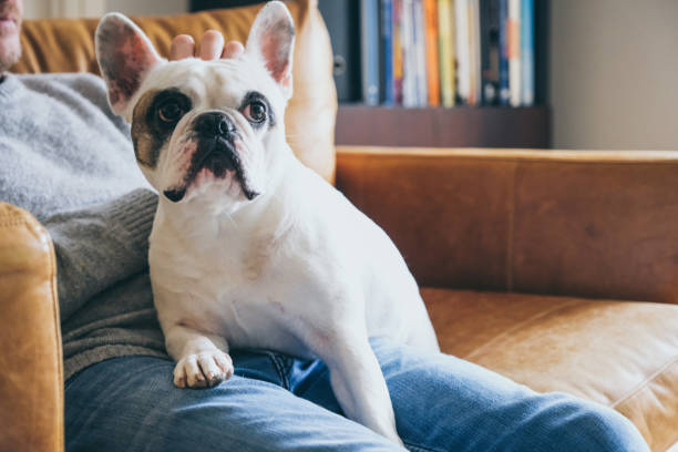 istock Man pets his dog head 2012852000