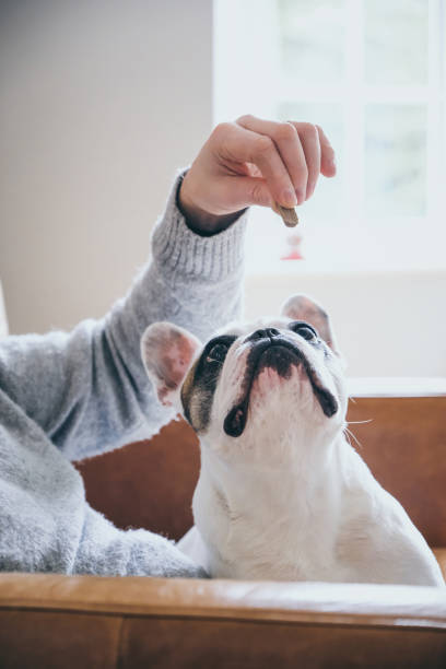 istock Man gives his dog a treat 2012852540