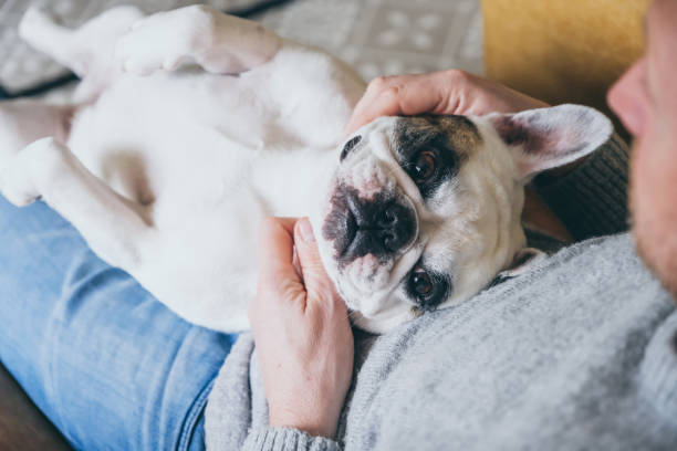 istock Man gives his dog a massage on neck 2012852547