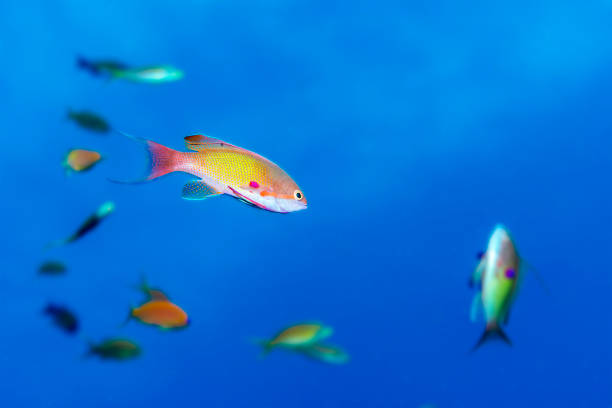 Single lyretail anthias surrounded by blurred fish in the clear blue waters of the Red Sea, Egypt. Captivating marine life.