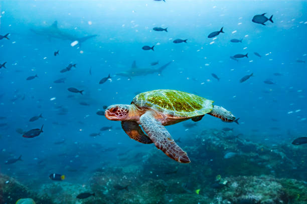 istock Galapagos Green Sea Turtle in Underwater Reef Scene 2012857509