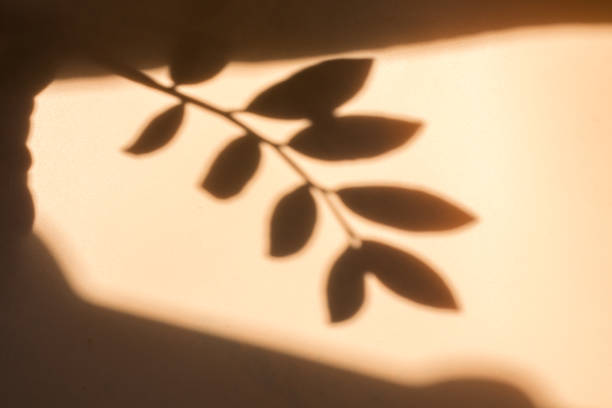 istock Shadow of leaves on a beige background, Wall light with shadows, shadow on beige wall background texture. 2012858563