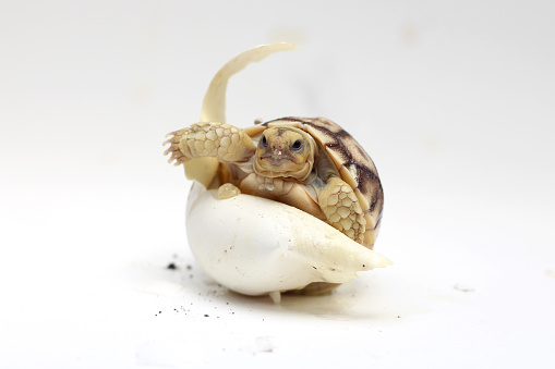 Africa spurred tortoise being born, Tortoise Hatching from Egg, Cute portrait of baby tortoise hatching,Cute small baby African Sulcata Tortoise in front of white background,Cute animal