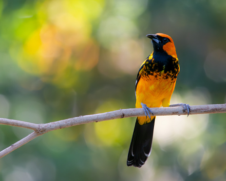 A spot-breasted oriole perched on a tree branch