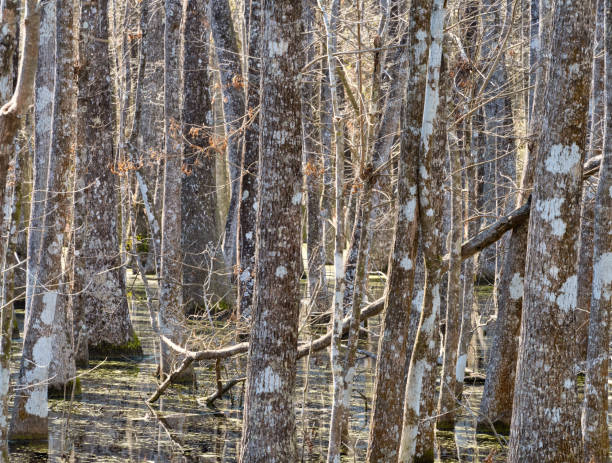 Flooded Oak trees in a bayou with nice reflections in a Bayou in Southeastern Texas during winter.