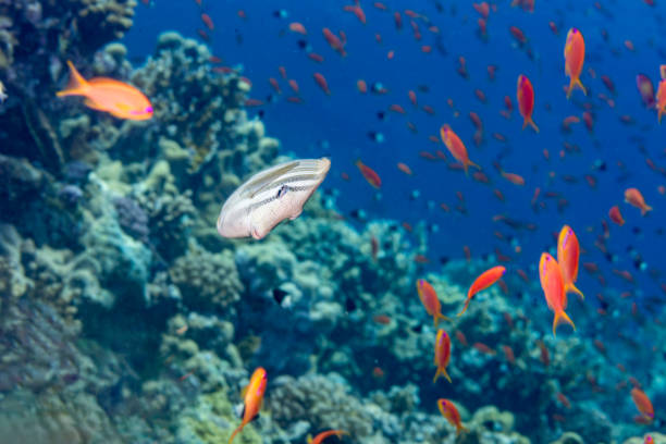 Head-on view of sailfin tang amidst vibrant anthias in a stunning coral reef scene, Red Sea. Underwater beauty.