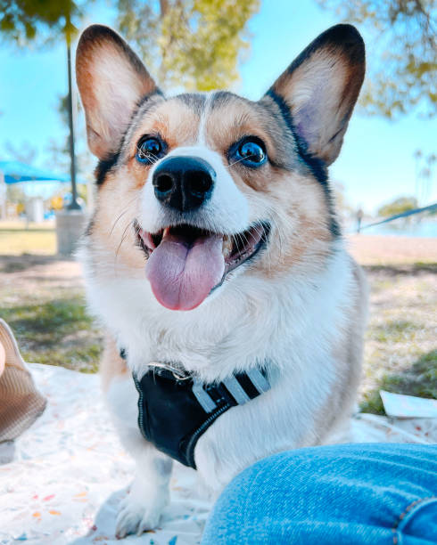 istock Pawsitively Picnicking: Corgi's Delightful Contribution 2012877090