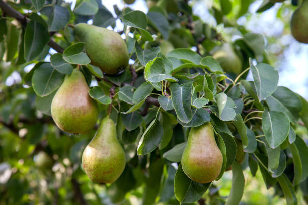 istock Shiny delicious pears hanging from a tree branch in the orchard. 2012877614