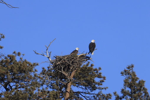 Nesting pair of bald eagles at Eleven Mile Canyon Colorado