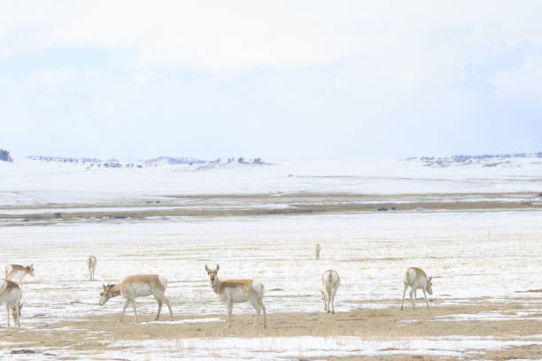 istock Pronghorn Angelope Herd 2012881019