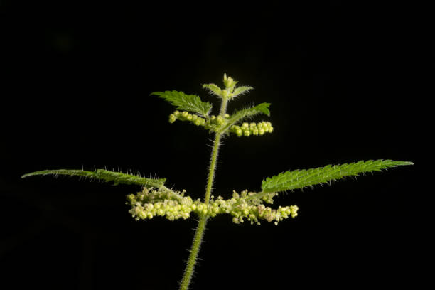 Nettle Tip with Flowers and Leaves on Black Background stock photo