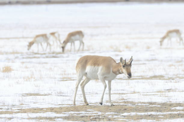 istock Pronghorn Angelope Herd 2012882135
