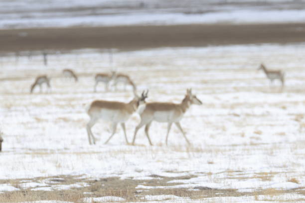istock Pronghorn Angelope Herd 2012882219