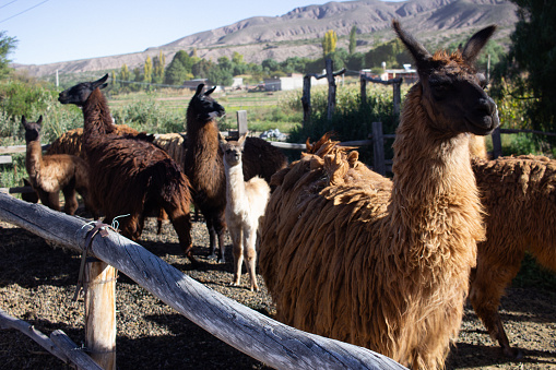A group of llamas.