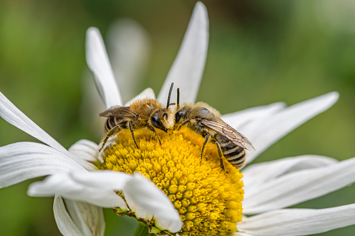 Two (Colletes daviesanus) bees meet on a bright oxeye daisy, capturing moment of intimate interaction in nature.