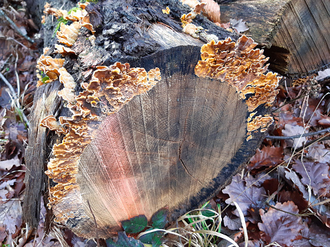 Mushrooms (butterfly tramets, trametes versicolor) grow on a felled tree lying on the ground in the winter forest.