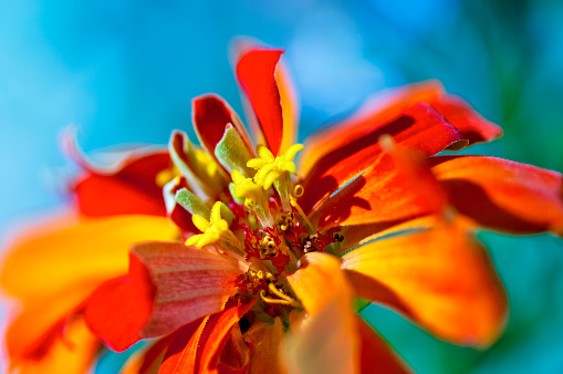 Orange Zinnia flower with florets