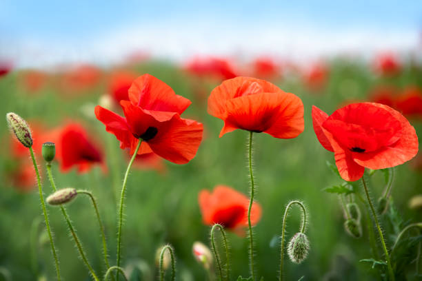 istock Beautiful blooming red poppies close-up on a spring green meadow. Selective focus. 2012883232