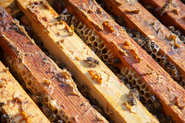 Frames of a beehive. Close up view of the opened hive body showing the frames populated by honey bees.