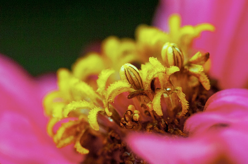 Extreme closeup of pink Zinnia flowering head