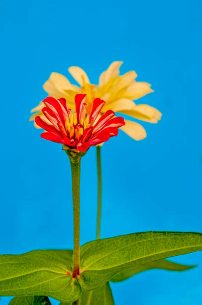 Close up of the flower head of a red and yellow tulip for use as an abstract background.