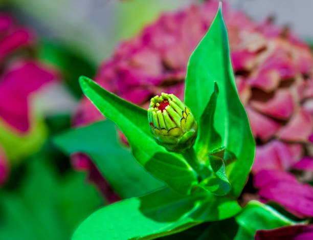 Single unopened Zinnia bud in flower garden