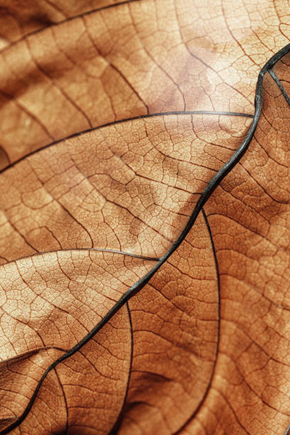 istock Autumn Dried leaf closeup at sunlight, macro trend, brown leaf as nature background. Fall aesthetic backdrop with natural veins texture of foliage, warm monochrome autumnal color, low depth of field 2012883800