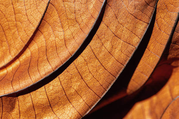 istock Autumn Dried leaf close up with natural veins pattern, brown leaf as nature background. Trend botanical design backdrop, environment pattern, fall seasonal still life macro trend, soft focus 2012883801