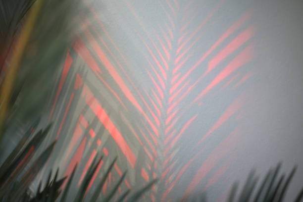Palm tree leaf shadow on white textured wall background, tropical leaves silhouette on light surface, abstract plant branch decoration, floral pattern backdrop, foliage border, art summer nature frame